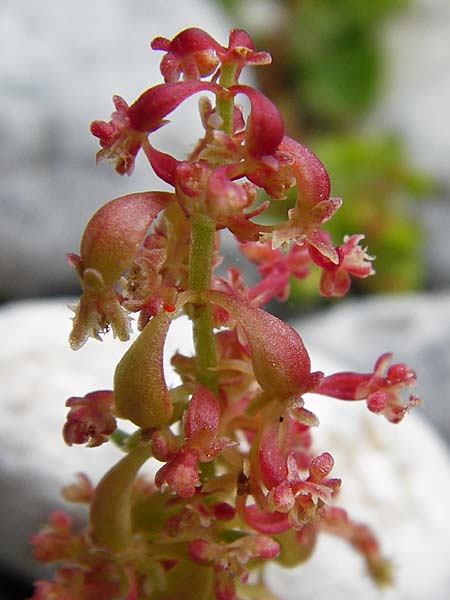 Rumex bucephalophorus \ Stierkopf-Ampfer / Horned Dock, Kreta/Crete Aradena - Schlucht / Gorge 4.4.2015