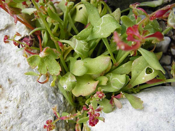 Rumex bucephalophorus \ Stierkopf-Ampfer, Kreta Aradena - Schlucht 4.4.2015