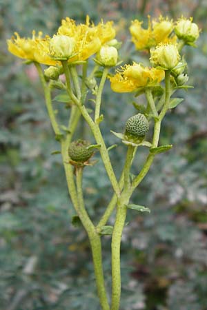 Ruta chalepensis \ Gefranste Raute, Aleppo-Raute / Egyptian Rue, Kreta/Crete Zakros - Schlucht / Gorge 8.4.2015