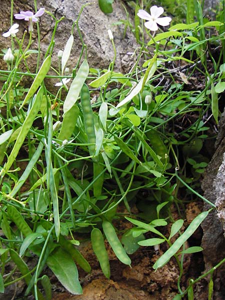 Ricotia cretica / Ricotia, Crete Perivolakia - Gorge 10.4.2015