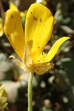 Ranunculus creticus \ Kretischer Hahnenfu / Cretan Buttercup, Kreta/Crete Arhanes, Jouhtas 30.3.2015