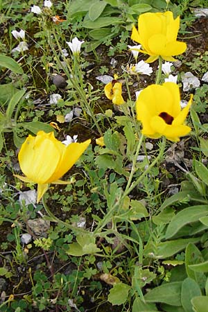 Ranunculus asiaticus var. flavus \ Asiatischer Hahnenfu / Persian Buttercup, Turban Buttercup, Kreta/Crete Kavousi 11.4.2015