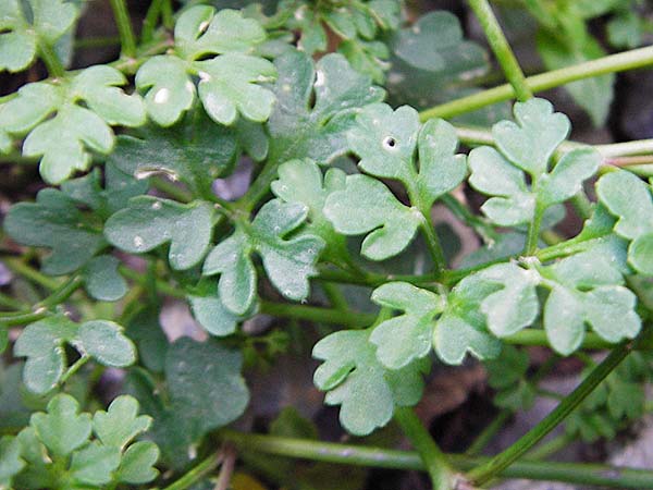 Ricotia cretica / Ricotia, Crete Kotsifou - Gorge 2.4.2015