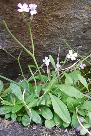 Malcolmia chia \ Chios-Meerviole / Chian Stock, Aegaean Stock, Kreta/Crete Preveli Strand/Beach 3.4.2015