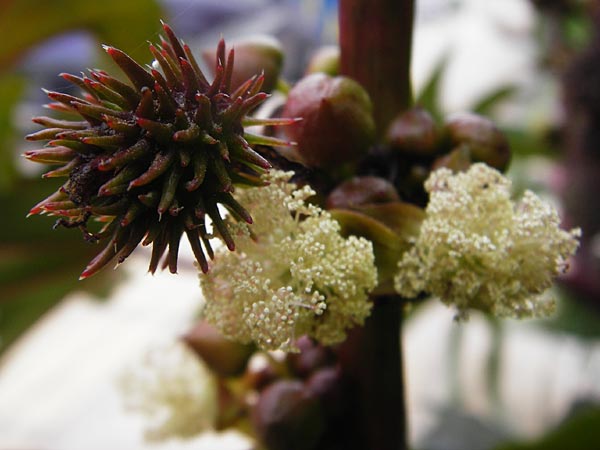 Ricinus communis \ Rizinus / Castor Oil-Plant, Kreta/Crete Sitia 8.4.2015