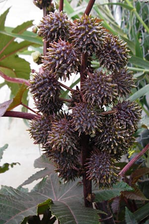 Ricinus communis \ Rizinus / Castor Oil-Plant, Kreta/Crete Sitia 8.4.2015