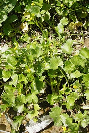 Ranunculus muricatus \ Stachelfrchtiger Hahnenfu / Rough-Fruited Buttercup, Kreta/Crete Preveli 3.4.2015