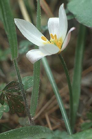 Tulipa cretica \ Kretische Tulpe, Kreta Thripti 9.4.1990