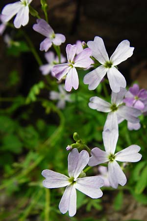 Ricotia cretica \ Kretische Ricotie / Ricotia, Kreta/Crete Zakros - Schlucht / Gorge 8.4.2015