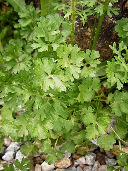 Ranunculus rumelicus \ Rumelischer Hahnenfu / Rumelian Buttercup, Kreta/Crete Aradena 4.4.2015