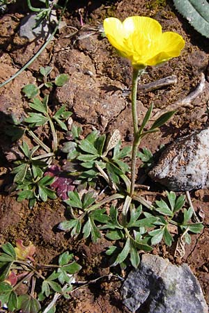 Ranunculus paludosus \ Kerbel-Hahnenfu, Tmpel-Hahnenfu / Fan-Leaved Buttercup, Jersey Buttercup, Kreta/Crete Arhanes, Jouhtas 30.3.2015