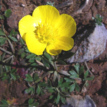 Ranunculus paludosus \ Kerbel-Hahnenfu, Tmpel-Hahnenfu / Fan-Leaved Buttercup, Jersey Buttercup, Kreta/Crete Arhanes, Jouhtas 30.3.2015