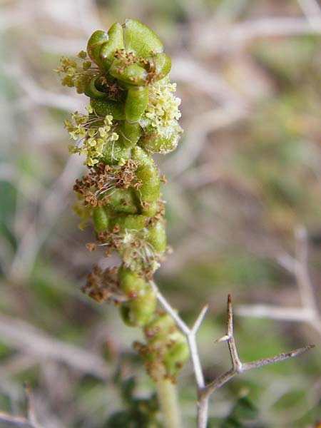 Sarcopoterium spinosum \ Dornige Bibernelle, Dornige Becherblume, Kreta Arhanes, Jouhtas 30.3.2015