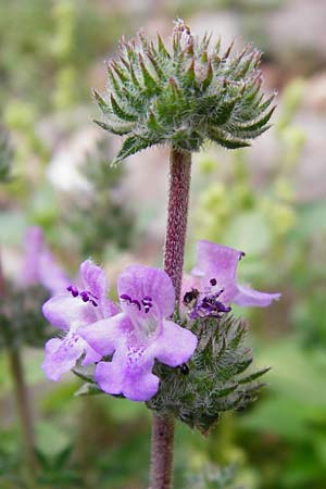 Satureja thymbra \ Thymianblttriges Bohnenkraut / Thyme-Leaved Savory, Pink Savory, Kreta/Crete Zakros - Schlucht / Gorge 8.4.2015