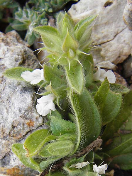 Sideritis curvidens \ Gliedkraut, Kreta Vai 9.4.2015