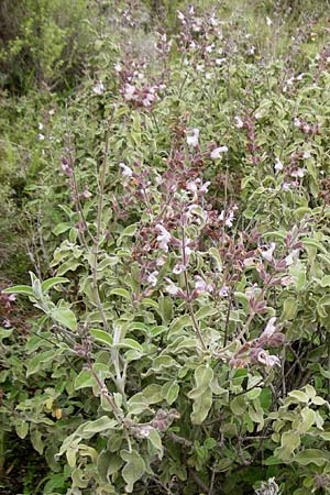 Salvia fruticosa / Greek Sage, Crete Kavousi 11.4.2015