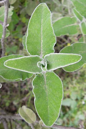Salvia fruticosa \ Griechischer Salbei / Greek Sage, Kreta/Crete Kavousi 11.4.2015