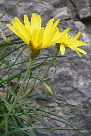 Scorzonera cretica \ Kretische Schwarzwurzel, Kreta Preveli Strand 3.4.2015