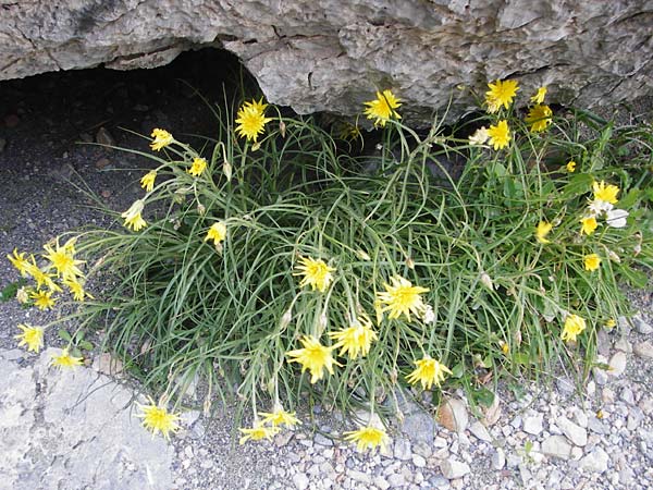 Scorzonera cretica \ Kretische Schwarzwurzel, Kreta Preveli Strand 3.4.2015