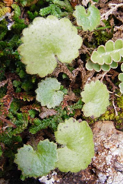 Saxifraga rotundifolia \ Rundblttriger Steinbrech / Round-Leaved Saxifrage, Kreta/Crete Aradena - Schlucht / Gorge 4.4.2015
