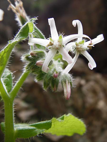 Symphytum creticum \ Kreta-Beinwell, Kreta Aradena - Schlucht 4.4.2015