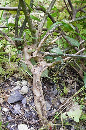Solanum chenopodioides \ Gnsefublttriger Nachtschatten, Zierlicher Nachtschatten / Whitetip Nightshade, Goosefoot Nightshade, Kreta/Crete Aradena - Schlucht / Gorge 4.4.2015