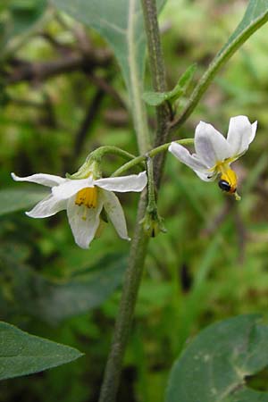 Solanum chenopodioides \ Gnsefublttriger Nachtschatten, Zierlicher Nachtschatten / Whitetip Nightshade, Goosefoot Nightshade, Kreta/Crete Aradena - Schlucht / Gorge 4.4.2015