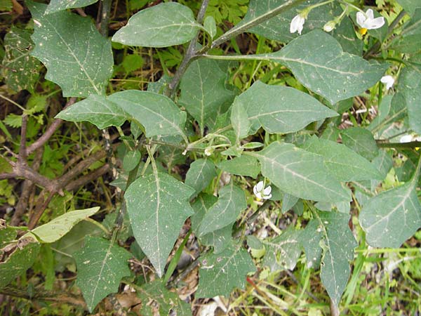 Solanum chenopodioides \ Gnsefublttriger Nachtschatten, Zierlicher Nachtschatten / Whitetip Nightshade, Goosefoot Nightshade, Kreta/Crete Aradena - Schlucht / Gorge 4.4.2015