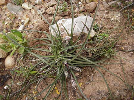 Scorzonera cretica \ Kretische Schwarzwurzel, Kreta Zakros - Schlucht 8.4.2015