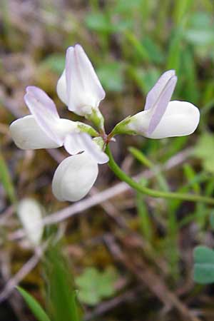 Securigera parviflora \ Kleinbltige Beilwicke, Kreta Kavousi 11.4.2015