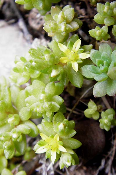 Sedum litoreum \ Strand-Mauerpfeffer, Kreta Aradena - Schlucht 4.4.2015