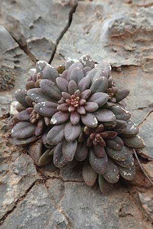 Sedum creticum \ Kretischer Mauerpfeffer / Cretan Stonecrop, Kreta/Crete Arhanes, Jouhtas 30.3.2015