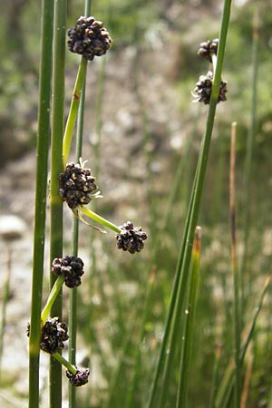 Scirpoides holoschoenus \ Kugelbinse / Round-Headed Club-Rush, Kreta/Crete Preveli 3.4.2015