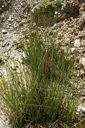 Scirpoides holoschoenus \ Kugelbinse / Round-Headed Club-Rush, Kreta/Crete Preveli 3.4.2015