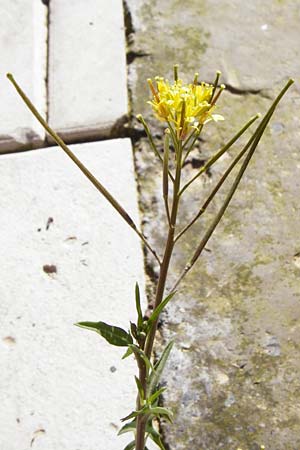 Sisymbrium irio \ Glanz-Rauke / London Rocket, Kreta/Crete Arhanes 1.4.2015