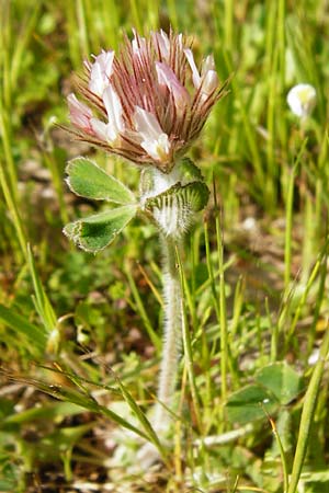 Trifolium stellatum \ Stern-Klee / Starry Clover, Kreta/Crete Armeni 7.4.2015