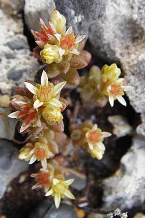 Sedum litoreum \ Strand-Mauerpfeffer / Coastal Stonecrop, Kreta/Crete Moni Kapsa 10.4.2015