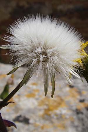 Sonchus oleraceus \ Kohl-Gnsedistel / Smooth Sow-Thistle, Kreta/Crete Knossos 30.3.2015