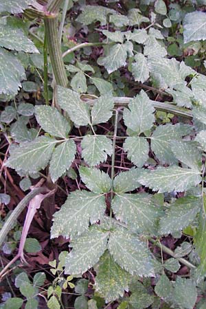 Smyrnium olusatrum \ Gespenst-Gelbdolde, Pferde-Eppich / Alexanders, Kreta/Crete Knossos 31.3.2015