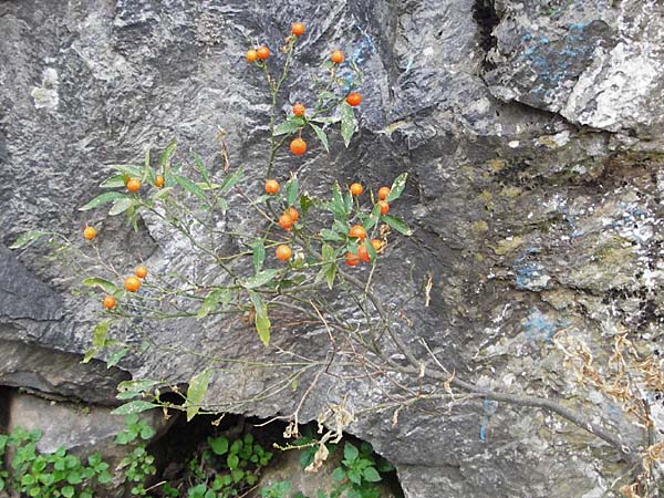 Solanum pseudocapsicum \ Korallen-Bumchen, Korallen-Kirsche / Jerusalem Cherry, Winter Cherry, Kreta/Crete Anogia 2.4.2015