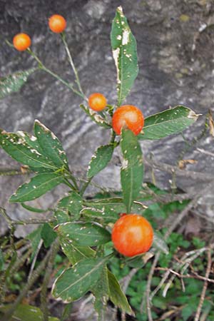 Solanum pseudocapsicum / Jerusalem Cherry, Winter Cherry, Crete Anogia 2.4.2015