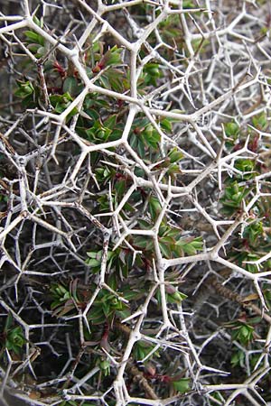 Euphorbia acanthothamnos \ Dornbusch-Wolfsmilch / Greek Spiny Spurge, Kreta/Crete Ideon Andron 2.4.2015