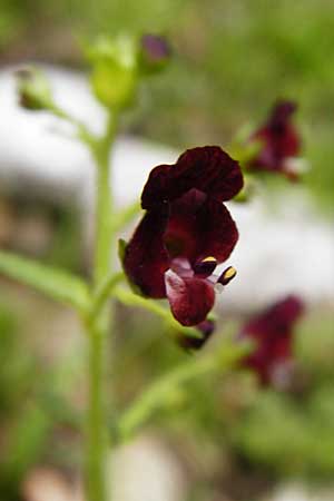 Scrophularia peregrina \ Mittelmeer-Braunwurz, Nesselblttrige Braunwurz / Mediterranean Figwort, Kreta/Crete Aradena - Schlucht / Gorge 4.4.2015