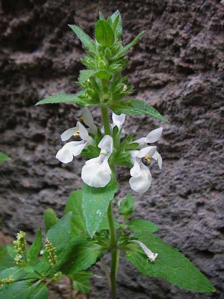 Stachys spinulosa / Spiny Woundwort, Crete Aradena - Gorge 4.4.2015