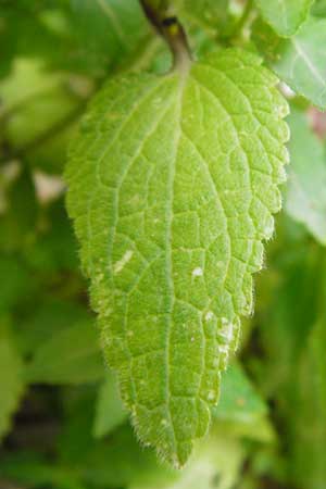 Stachys spinulosa \ Dörnchen-Ziest / Spiny Woundwort, Kreta/Crete Aradena - Schlucht / Gorge 4.4.2015