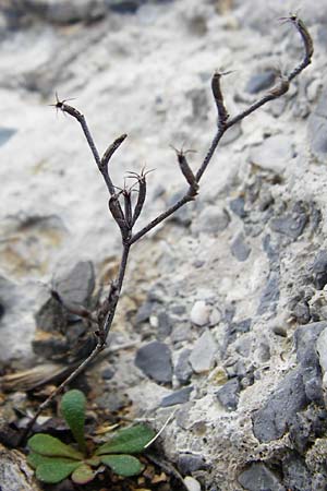 Silene sedoides \ Mauerpfeffer-Leimkraut / Hairy Catchfly, Kreta/Crete Moni Kapsa 10.4.2015