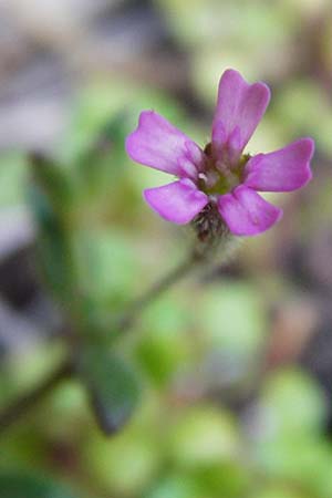 Silene sedoides \ Mauerpfeffer-Leimkraut / Hairy Catchfly, Kreta/Crete Moni Kapsa 10.4.2015