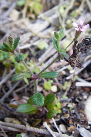 Silene sedoides \ Mauerpfeffer-Leimkraut / Hairy Catchfly, Kreta/Crete Moni Kapsa 10.4.2015