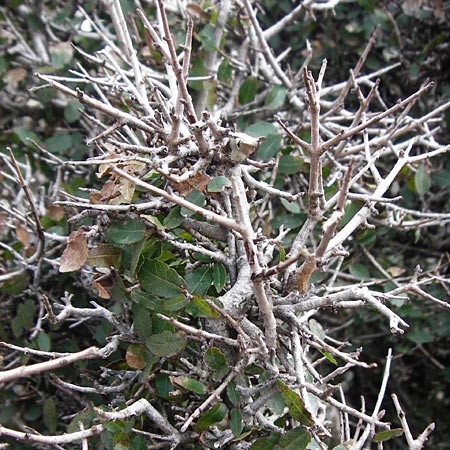 Ceratonia siliqua \ Johannisbrot-Baum, Karube / Carob, Kreta/Crete Ideon Andron 2.4.2015