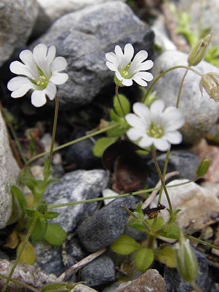 Cerastium scaposum \ Schaft-Hornkraut / Scapose Mouse-Ear, Kreta/Crete Aradena - Schlucht / Gorge 4.4.2015